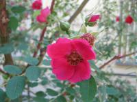 Rosa moyesii (Růže Moyesova)