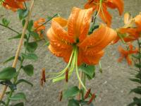 Lilium henryi (Lilie Henryova)