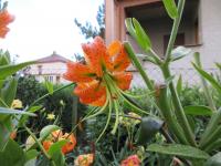 Lilium henryi (Lilie Henryova)