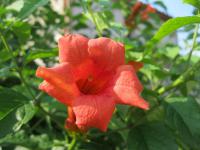 Campsis radicans (Křivouš kořenující)