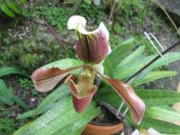 Paphiopedilum