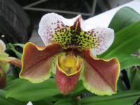 Paphiopedilum