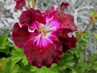 Pelargonium grandiflorum (Pelargonie velkokvětá)