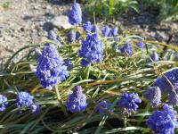 Muscari armeniacum (Modřenec arménský 'Blue Spike')