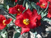 Tulipa (Tulipán 'Valery Gergiev' - Třepenité tulipány)