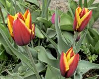 Tulipa (Tulipán 'Gavota' - Triumph tulipány)