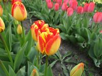 Tulipa (Tulipán 'Banja Luka' - Darwin hybridy)