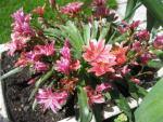 Lewisia cotyledon (Levisie květnatá)
