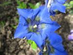 Gentiana acaulis (Hořec bezlodyžný)