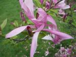 Magnolia (Magnolie 'Kosar-de Vos')