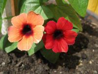Thunbergia alata (Thunbergie křídlatá 'Arizona Glow')