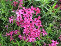 Phlox subulata   'Scarlet Flame'  Moss Phlox plant