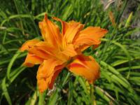 Hemerocallis (Denivka)
