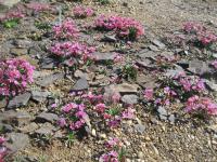 Lewisia cotyledon (Levisie květnatá)