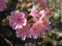 Lewisia cotyledon (Levisie květnatá)