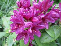 Rhododendron (Pěnišník)