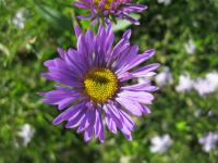 Aster alpinus (Hvězdnice alpská 'Goliath')