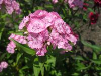 Dianthus barbatus (Hvozdík vousatý)