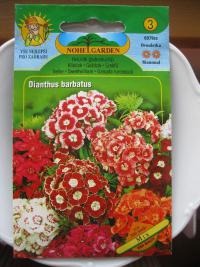 Dianthus barbatus (Hvozdík vousatý)