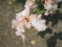 Kosatec 'Femme Fatale' - Vysoké bradaté kosatce