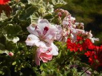 Pelargonium grandiflorum (Pelargonie velkokvětá)