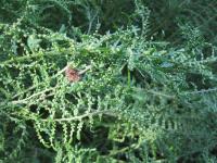 Dryopteris filix-mas (Kapraď samec 'Linearis Polydactylis')