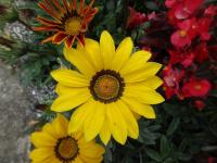 Gazania rigens (Gazánie zářivá)