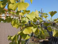 Ginkgo biloba (Jinan dvoulaločný)