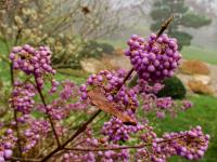 Callicarpa japonica (Krásnoplodka japonská 'Heavy Berry')