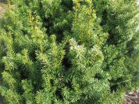 Taxus baccata (Tis červený 'Elegantissima')