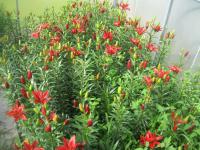 Lilium x hybridum   'Red Sensation'  Lily plant