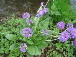 Primula denticulata (Prvosenka zoubkatá)