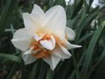 Narcissus     'Amstel'  Daffodil flowers