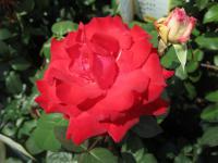 Rosa (Růže 'Grande Amore' - Velkokvěté růže)