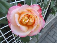 Rosa (Růže 'Kordes Jubilee' - Velkokvěté růže)