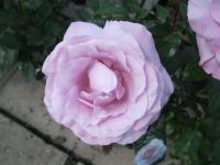 Rosa (Růže 'Petit Prince' - Velkokvěté růže)