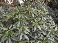 Rhododendron (Pěnišník)