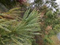 Cryptomeria japonica (Kryptomerie japonská)