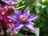 Clematis (Plamének)