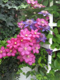 Clematis (Plamének)