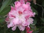 Rhododendron (Pěnišník)