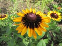 Rudbeckia hirta (Třapatka srstnatá 'Sonora')