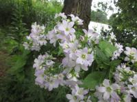 Campanula lactiflora (Zvonek mléčný)