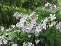 Campanula lactiflora (Zvonek mléčný)