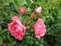 Rosa        'Heidetraum'  Rose flowers
