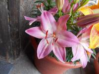 Lilium x hybridum    'Tinny Dancer'  Lily flowers