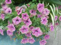 Petunia (Petúnie)