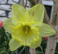 Narcissus (Narcis 'Lemon Shake' - Trubkovité narcisy)