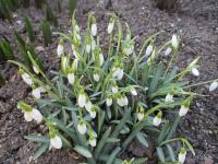 Galanthus nivalis (Kleines Schneeglöckchen)