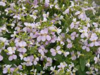 Arabis caucasica (Huseník kavkazský Rubín)